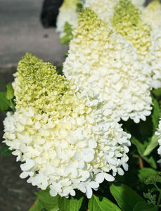 Obraz Hydrangea